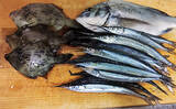 「堤防カワハギ釣りで本命7匹キャッチ【福井・菅浜漁港】ゲスト魚をいかに避けるかが肝」の画像6