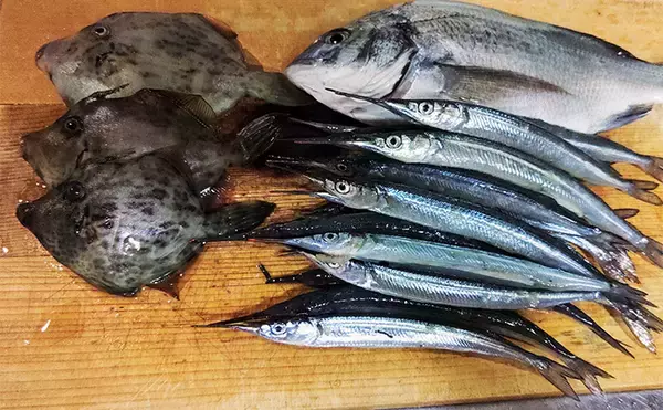 「堤防カワハギ釣りで本命7匹キャッチ【福井・菅浜漁港】ゲスト魚をいかに避けるかが肝」の画像