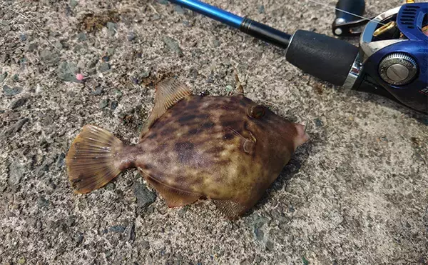 「堤防カワハギ釣りで本命7匹キャッチ【福井・菅浜漁港】ゲスト魚をいかに避けるかが肝」の画像