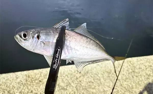 「「アジング釣行の大敵は爆風！」 超軽量中通しオモリを活用した【ラインスラッグ攻略法】を公開」の画像