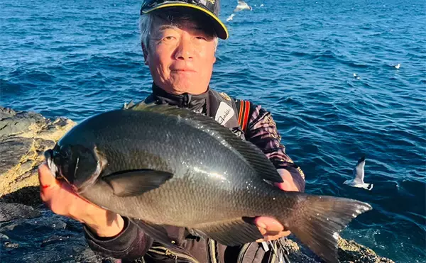 「沖磯フカセ釣り43cm筆頭に良型クロ（メジナ）連発【大分】尾長グレも顔見せ」の画像