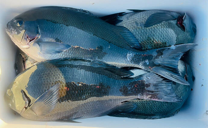 沖磯フカセ釣り43cm筆頭に良型クロ（メジナ）連発【大分】尾長グレも顔見せ