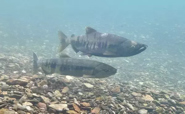 「「人気バーガーチェーンの隠れメニュー？」 北海道産鮭を使用したフィッシュバーガー」の画像