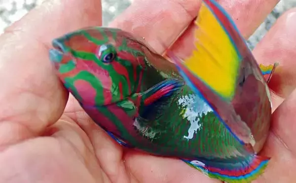 「釣魚・外道のグルメ『ベラの天ぷら』　極彩色でも味はイケる？」の画像