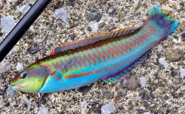 「釣魚・外道のグルメ『ベラの天ぷら』　極彩色でも味はイケる？」の画像