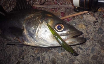 バチ抜けシーズンの名古屋港でシーバス・クロダイ・キビレが好反応！