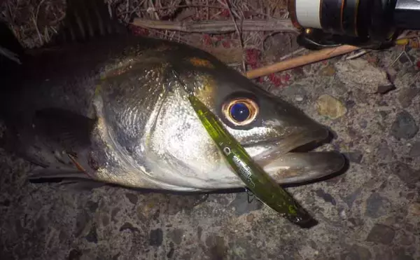 バチ抜けシーズンの名古屋港でシーバス・クロダイ・キビレが好反応！