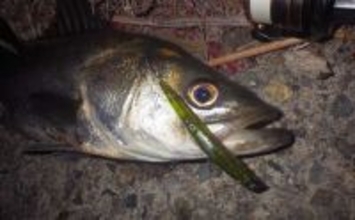 バチ抜けシーズンの名古屋港でシーバス・クロダイ・キビレが好反応！