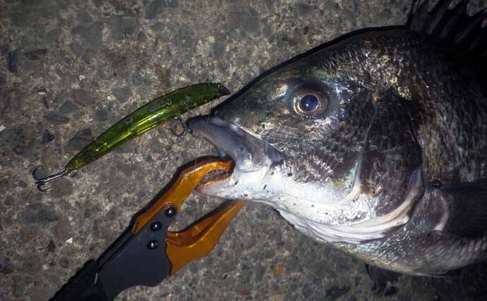 バチ抜けシーズンの名古屋港でシーバス・クロダイ・キビレが好反応！