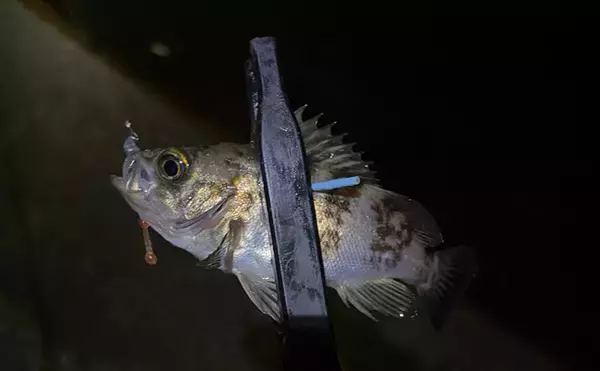 「「道具を変えると釣果が変わる？」とは限らない　釣りYouTube動画の正しい見方と注意点」の画像