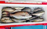 「玄界灘で30～40cmのイサキの数釣りチャンス！【船釣り釣果速報7選・福岡】」の画像1