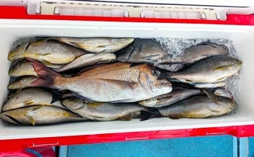 玄界灘で30～40cmのイサキの数釣りチャンス！【船釣り釣果速報7選・福岡】