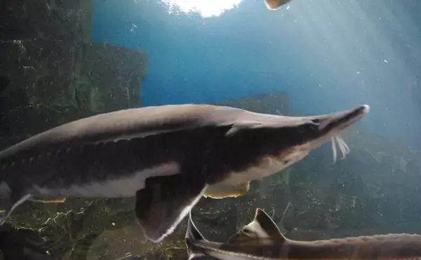 「日本各地で絶滅したはずの「チョウザメ」が見つかる　そのワケとは？」の画像