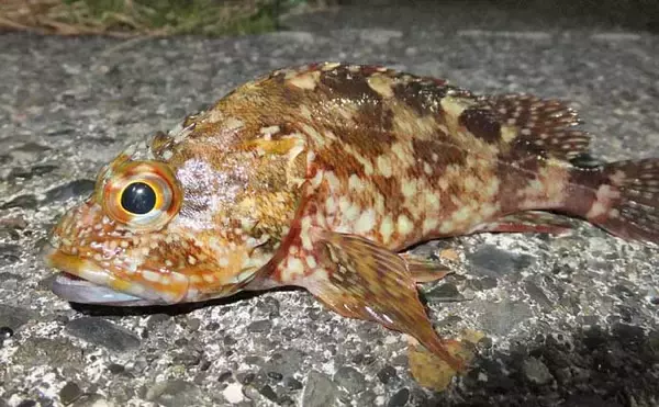 「【田子漁港が釣り禁止】の危機　船舶と釣人の間で金銭含むトラブル発生」の画像