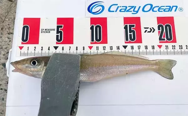 「子供と一緒の投げキス釣行で22cm良型手中　好ゲストにネズミゴチ」の画像