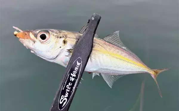 堤防アジング釣行でアジ連打【大阪・深日港】サビキ釣りを観察すると釣れる？