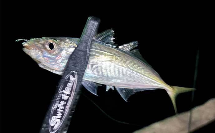 堤防アジング釣行でアジ連打【大阪・深日港】サビキ釣りを観察すると釣れる？