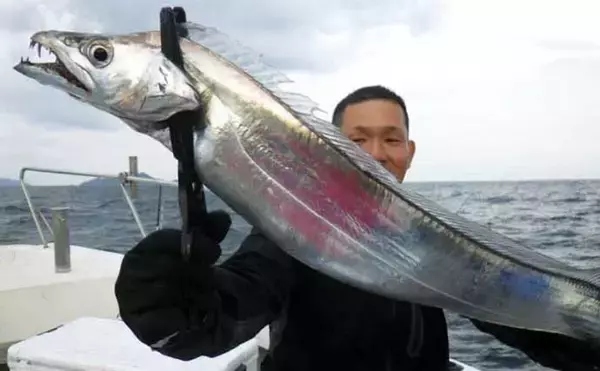 「【沖釣り釣果速報】タチウオ便でドラゴン級が続々！タイラバでは60cmマダイも（大分・熊本）」の画像
