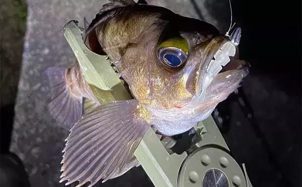 曲者ワームカラー【スチールカラー】の使い方　スレにはご注意を！