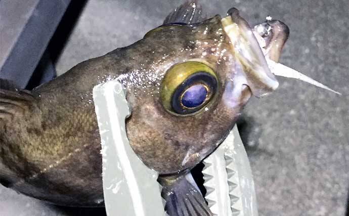 曲者ワームカラー【スチールカラー】の使い方　スレにはご注意を！