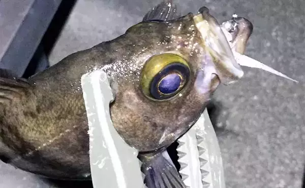 「曲者ワームカラー【スチールカラー】の使い方　スレにはご注意を！」の画像