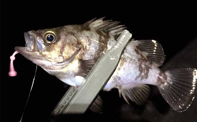 曲者ワームカラー【スチールカラー】の使い方　スレにはご注意を！