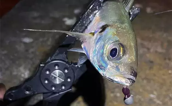 「曲者ワームカラー【スチールカラー】の使い方　スレにはご注意を！」の画像