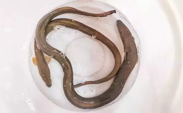 「木曽川での夜釣りで65cmウナギをキャッチ【愛知】立田上流エリアでヒット」の画像