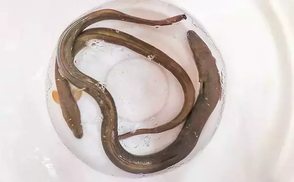 「木曽川での夜釣りで65cmウナギをキャッチ【愛知】立田上流エリアでヒット」の画像