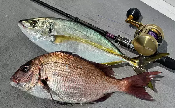 大原沖イサキ船でのシマアジ対応タックルを徹底解説　ターゲットサイズごと3セットの使い分け方とは？