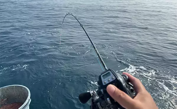 「大原沖イサキ船でのシマアジ対応タックルを徹底解説　ターゲットサイズごと3セットの使い分け方とは？」の画像