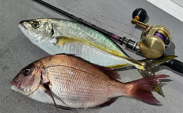 「大原沖イサキ船でのシマアジ対応タックルを徹底解説　ターゲットサイズごと3セットの使い分け方とは？」の画像