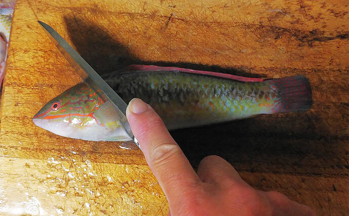 釣ったキュウセンベラで作る「焼き絞め」レシピ　香ばしさが最大の売り