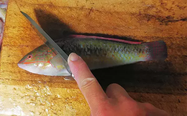 「釣ったキュウセンベラで作る「焼き絞め」レシピ　香ばしさが最大の売り」の画像