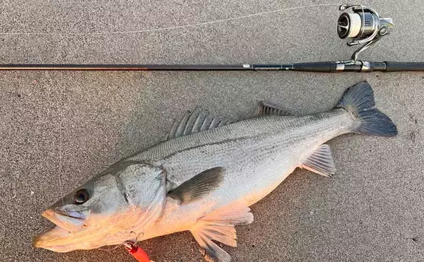 「遠州灘サーフゲームでランカーシーバス80cm登場【愛知県・田原】マゴチも交え3魚種達成」の画像