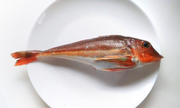 包丁よりも硬い石頭を持つサカナたち　調理法を選べば食味は抜群！