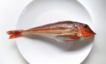 包丁よりも硬い石頭を持つサカナたち　調理法を選べば食味は抜群！