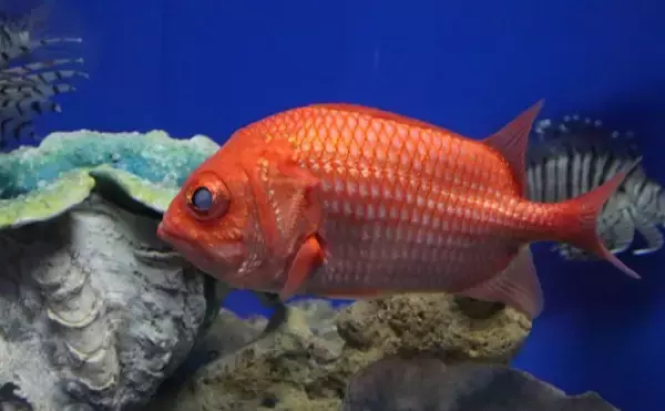 「包丁よりも硬い石頭を持つサカナたち　調理法を選べば食味は抜群！」の画像