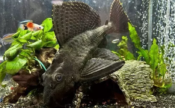 「包丁よりも硬い石頭を持つサカナたち　調理法を選べば食味は抜群！」の画像