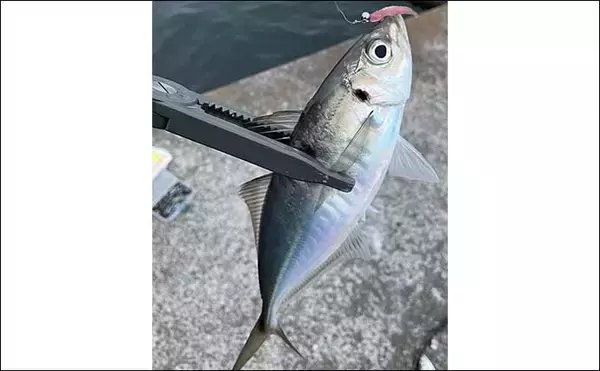 「『アジング』ステップアップ解説　春アジの回遊を見つける3つの極意」の画像