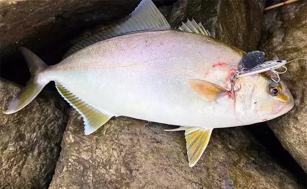 秋の『中海』で陸っぱりルアー釣り　朝マヅメにカンパチ＆サゴシ手中