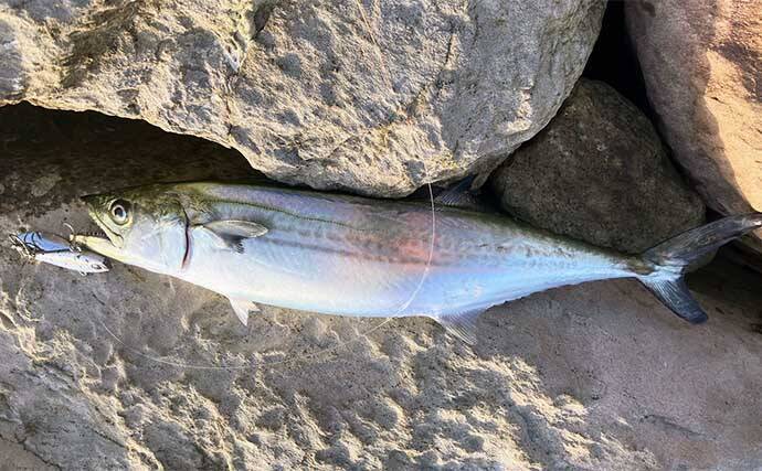 秋の『中海』で陸っぱりルアー釣り　朝マヅメにカンパチ＆サゴシ手中