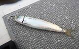 「落とし込み釣り（食わせサビキ・タテ釣り）シーズン到来　キホンをおさらいしておこう」の画像2