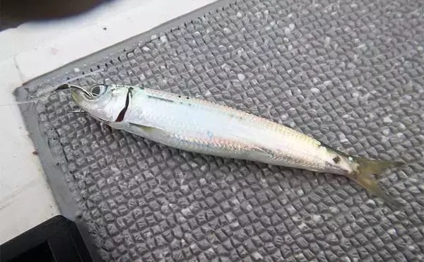 「落とし込み釣り（食わせサビキ・タテ釣り）シーズン到来　キホンをおさらいしておこう」の画像