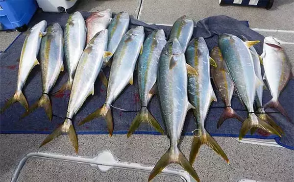 「落とし込み釣り（食わせサビキ・タテ釣り）シーズン到来　キホンをおさらいしておこう」の画像