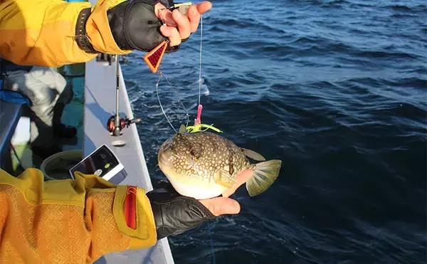 「名手に教わる春のカットウフグ釣り【基本の釣り方と釣果UPのひと工夫を紹介】」の画像