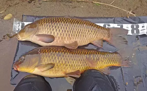 「「ノベザオ一本で巨ゴイとガチンコ勝負！」豪快ファイトで76cmを手中【岐阜・長良川郡上】」の画像