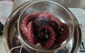 タコの養殖技術が大きく前進 　エサを包んで与えると成長が促進される？