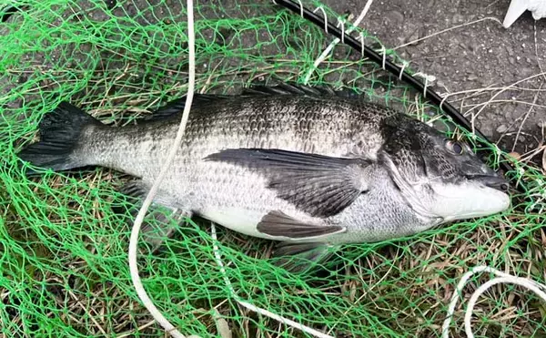 クロダイ乗っ込みシーズン開幕！落とし込み釣りで良型クロダイ2枚【名古屋港】