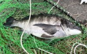 クロダイ乗っ込みシーズン開幕！落とし込み釣りで良型クロダイ2枚【名古屋港】